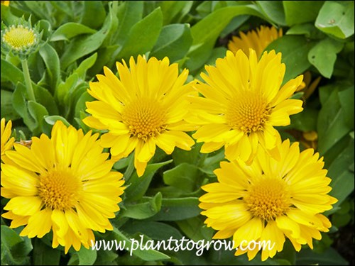 Gaillardia Mesa Yellow
nice clean yellow flowers